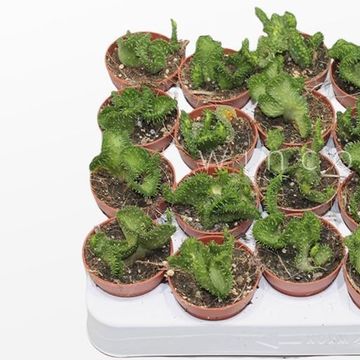 Euphorbia pugniformis cristata