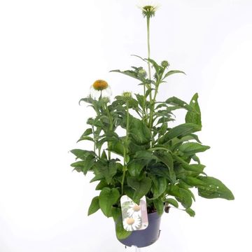 Echinacea purpurea 'Prairie Splendor Compact White'