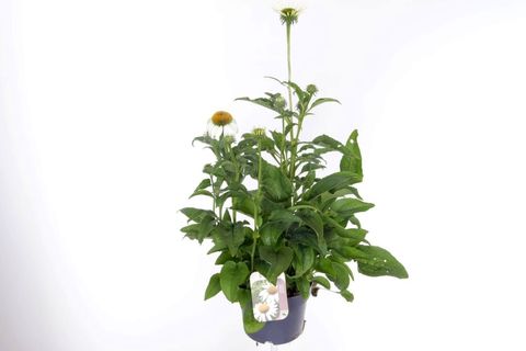 Echinacea purpurea 'Prairie Splendor Compact White'