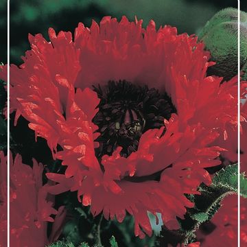 Papaver orientale 'Türkenlouis'