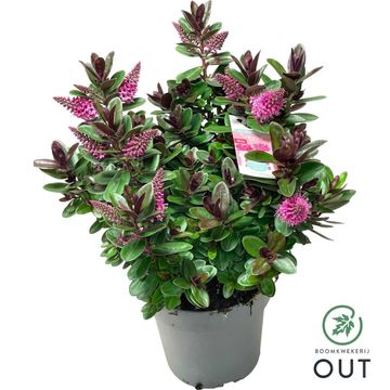 Hebe VINOA PINK