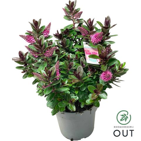 Hebe VINOA PINK