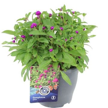 Gomphrena globosa 'Holly Violet'