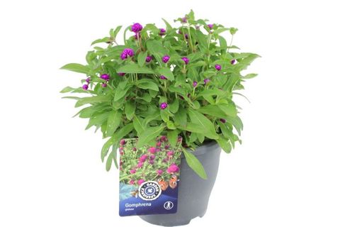 Gomphrena globosa 'Holly Violet'
