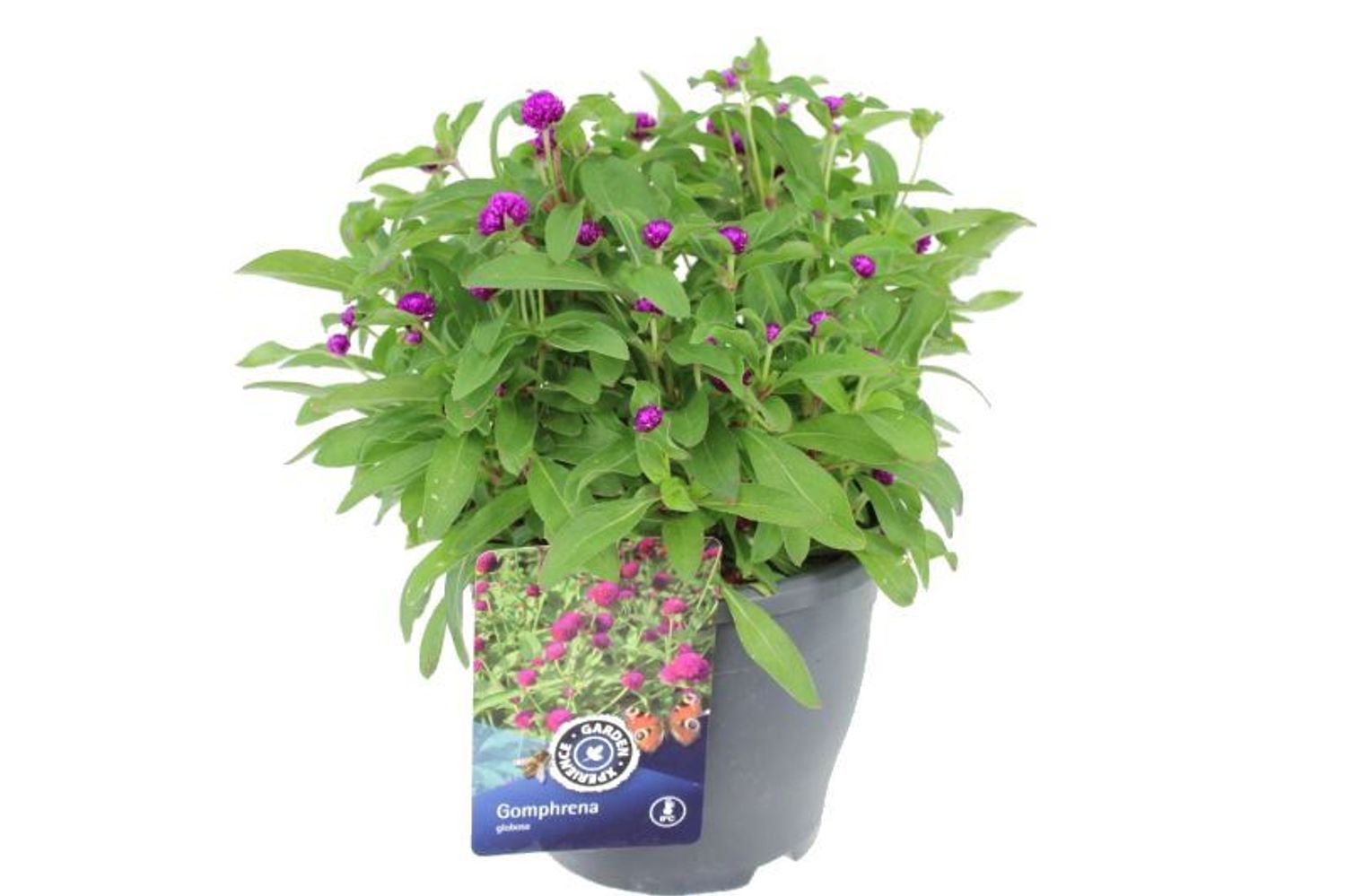 Gomphrena Globosa Stabilisée Violette - Fleur Naturelle Pour Compositions Et Décorations
