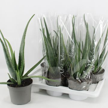 Aloe vera