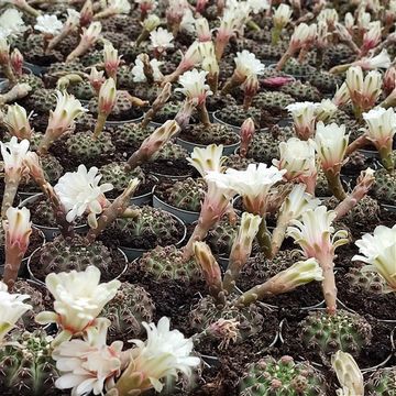 Gymnocalycium quehlianum