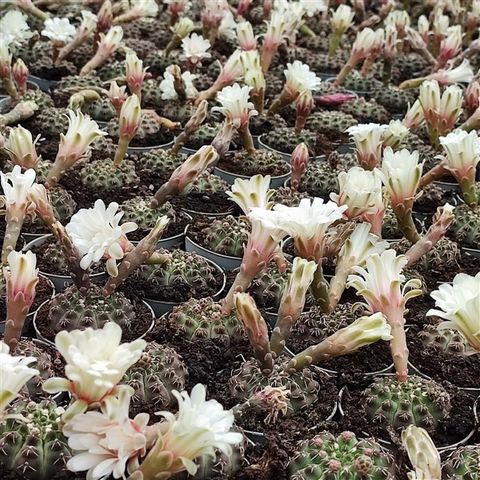 Gymnocalycium quehlianum