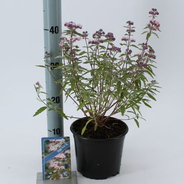 Caryopteris x clandonensis STEPHI
