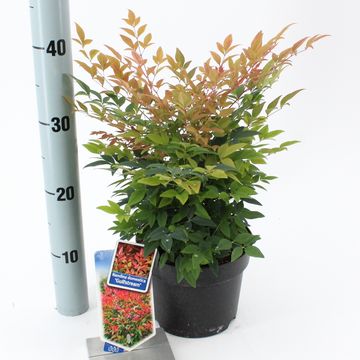 Nandina domestica 'Gulf Stream'