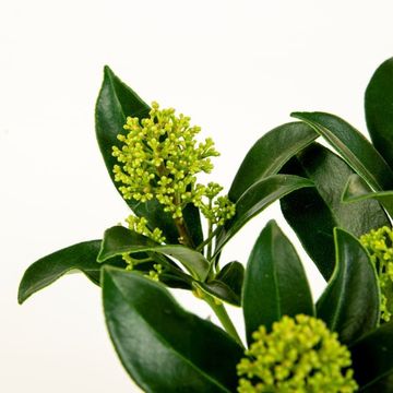 Skimmia japonica WHITE DWARF
