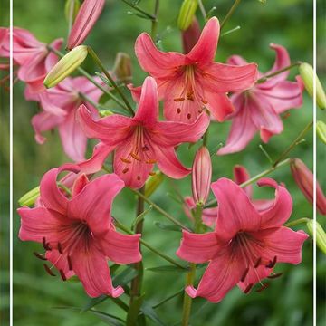 Lilium 'Pink Flight'
