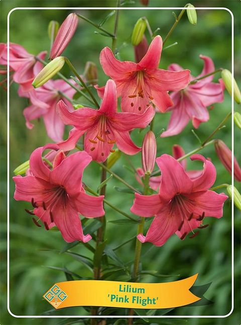 Lilium 'Pink Flight'