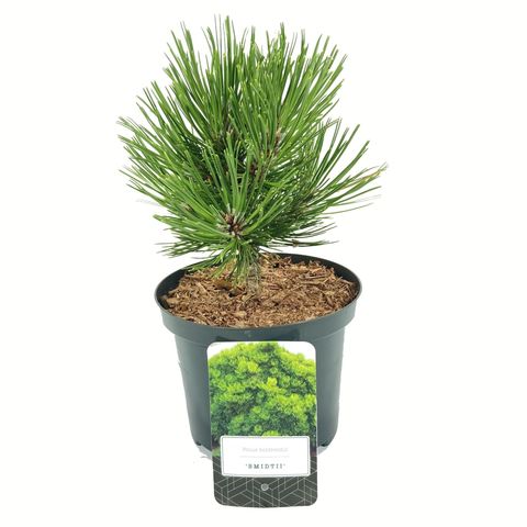 Pinus heldreichii 'Smidtii' (Novarbo)