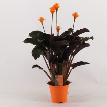 Calathea crocata 'Tassmania'