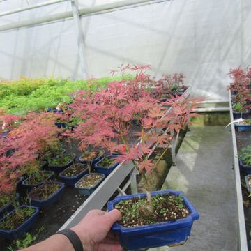 Acer palmatum 'Phoenix'