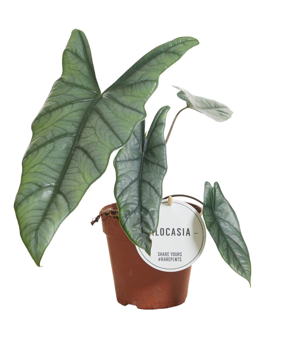 Alocasia heterophylla — Растения Оптовая FlorAccess