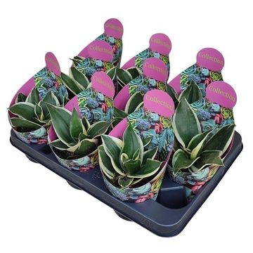 Sansevieria trifasciata 'Jade Pagoda'