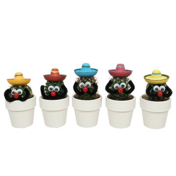 Kaktus MIX IN POT