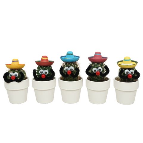 Cactus MIX IN POT
