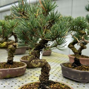 Pinus parviflora