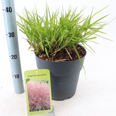 Eragrostis spectabilis