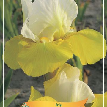 Iris 'Tulip Festival'