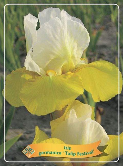 Iris 'Tulip Festival'