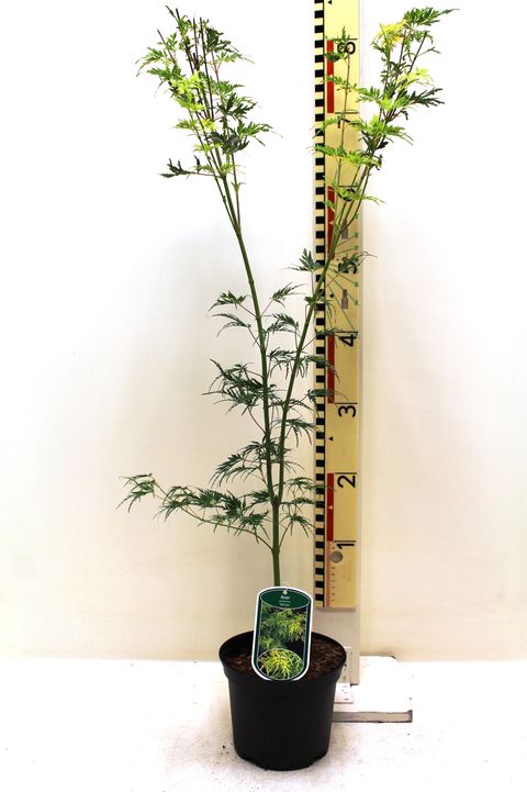 Acer palmatum 'Seiryu'