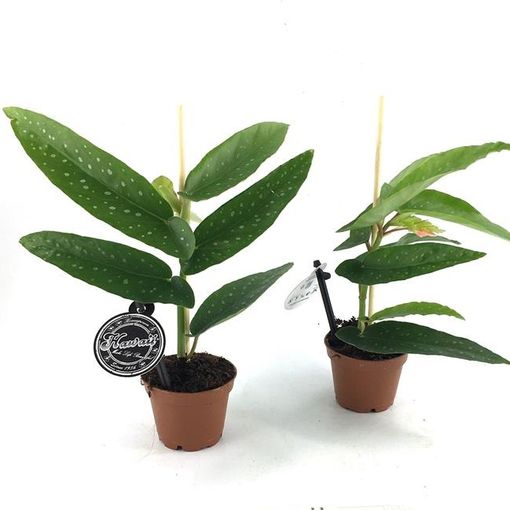 Begonia maculata (Gasa DK)