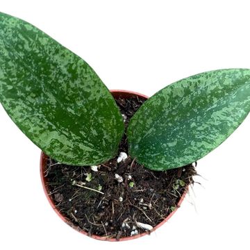 Hoya 'Rangsan'