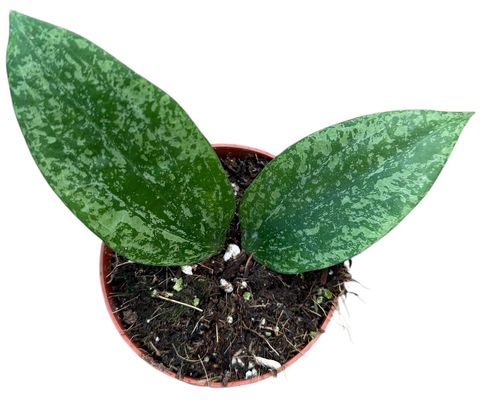 Hoya 'Rangsan'