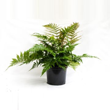 Dryopteris erythrosora