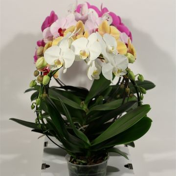 Phalaenopsis MIX