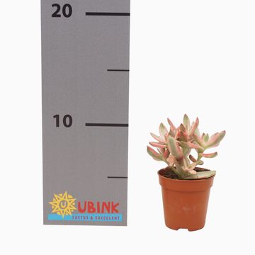 Crassula rubricaulis 'Candy Cane'