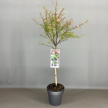 Calliandra surinamensis 'Dixie Pink'