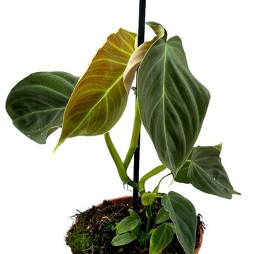 Philodendron gloriosum