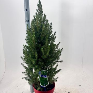 Picea glauca DECEMBER