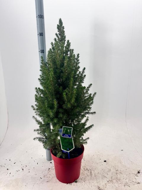 Picea glauca DECEMBER