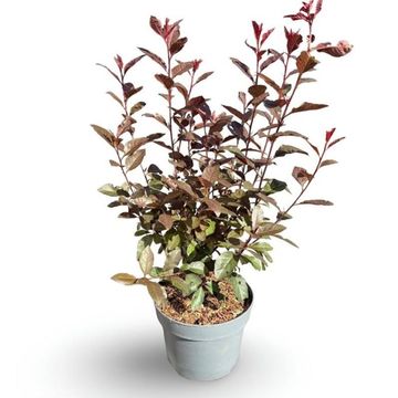 Prunus x cistena