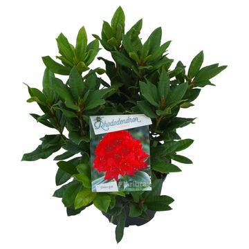 Rhododendron 'Lord Roberts'