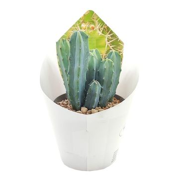 Myrtillocactus geometrizans