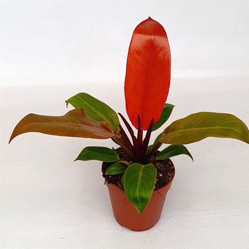 Filodendro 'Prince of Orange'