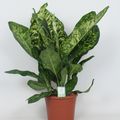 Dieffenbachia seguine 'Crown'