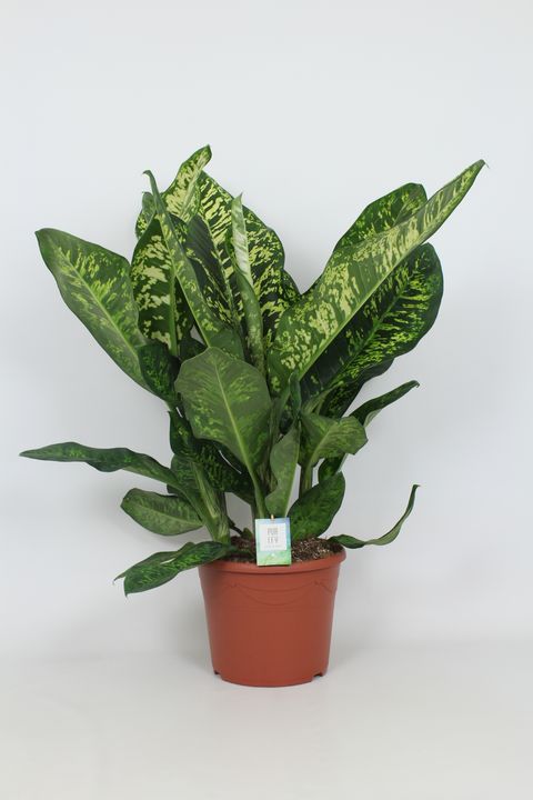 Dieffenbachia seguine 'Crown'