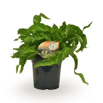 Asplenium antiquum 'Hurricane'