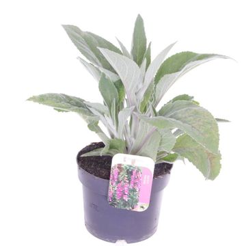 Digitalis purpurea LUCAS SILVER