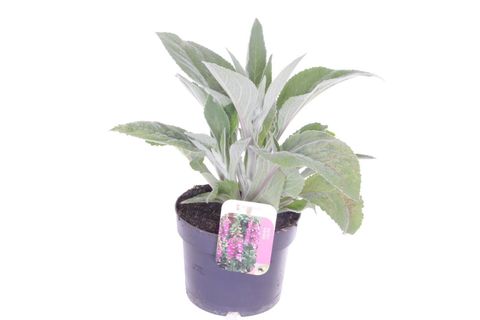 Digitalis purpurea LUCAS SILVER