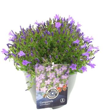 Campanula portenschlagiana CAMPALA IRIS