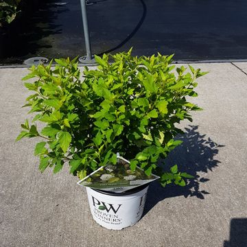 Physocarpus opulifolius TINY WINE GOLD